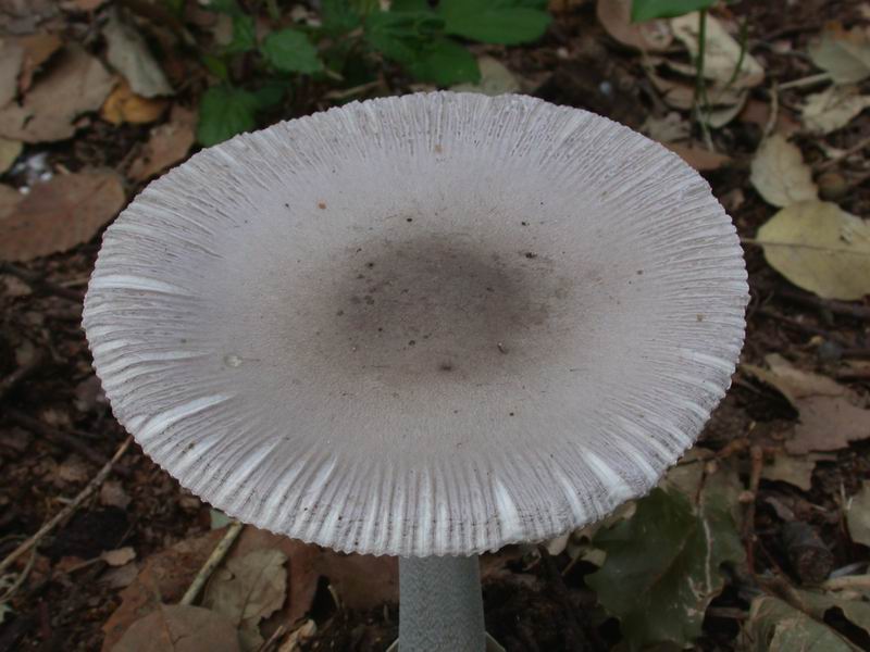 Vademecum per fotografare correttamente i funghi